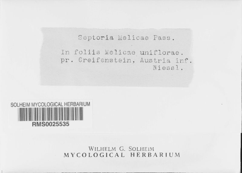 Septoria melicae image