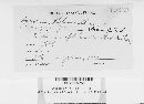 Stegocintractia junci image