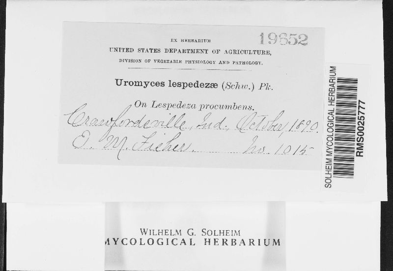 Uromyces lespedezae image