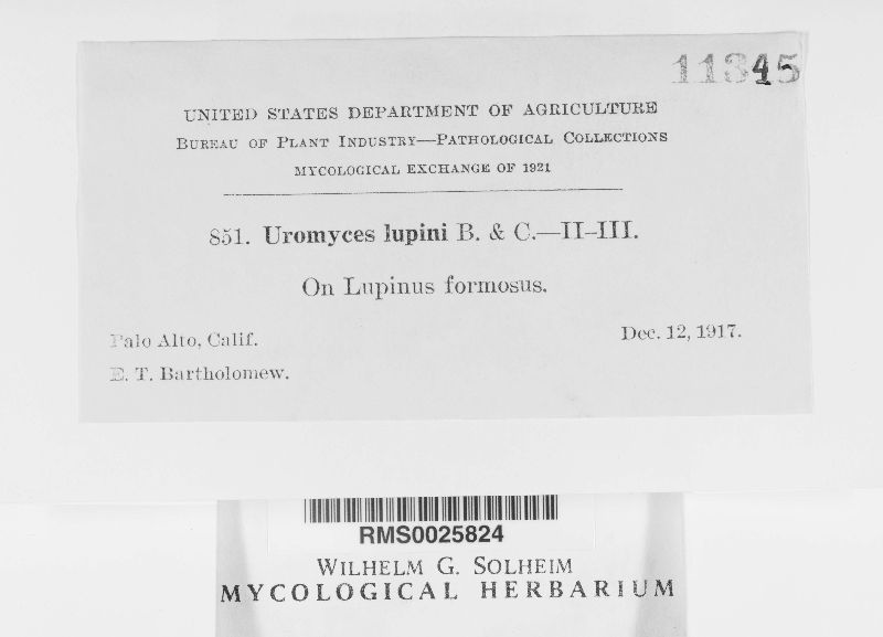 Uromyces lupini image