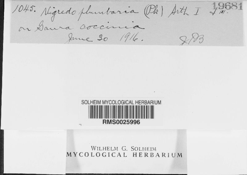 Uromyces plumbarius image