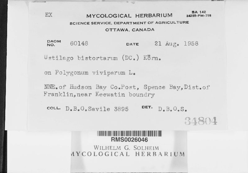 Microbotryum bistortarum image