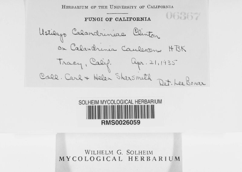 Microbotryum calandriniae image