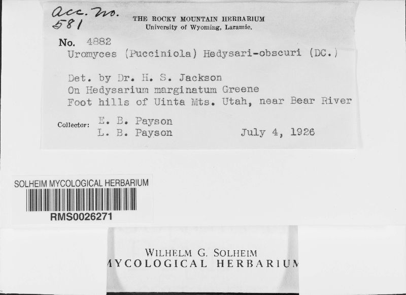 Uromyces hedysari-obscuri image