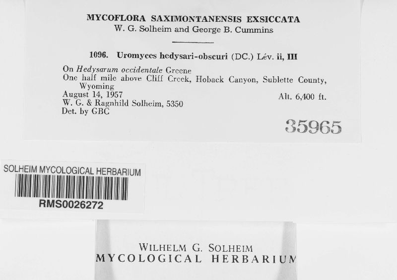 Uromyces hedysari-obscuri image