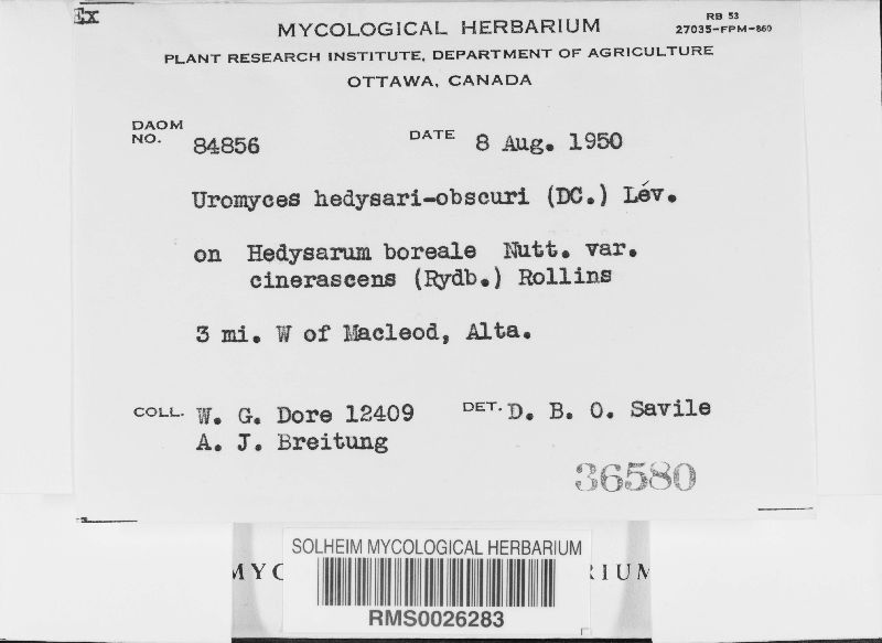 Uromyces hedysari-obscuri image