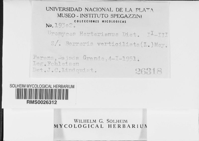 Uromyces herterianus image
