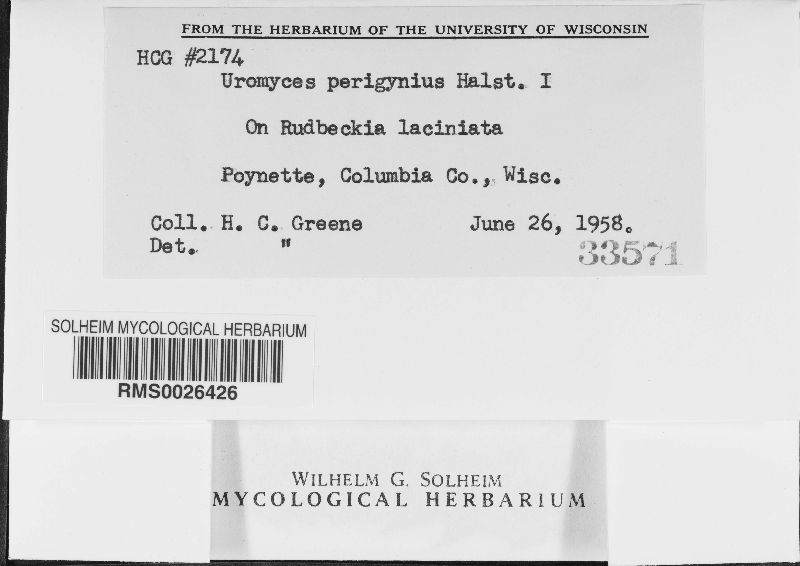 Uromyces perigynius image