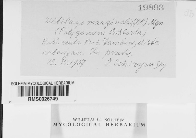 Microbotryum bistortarum image