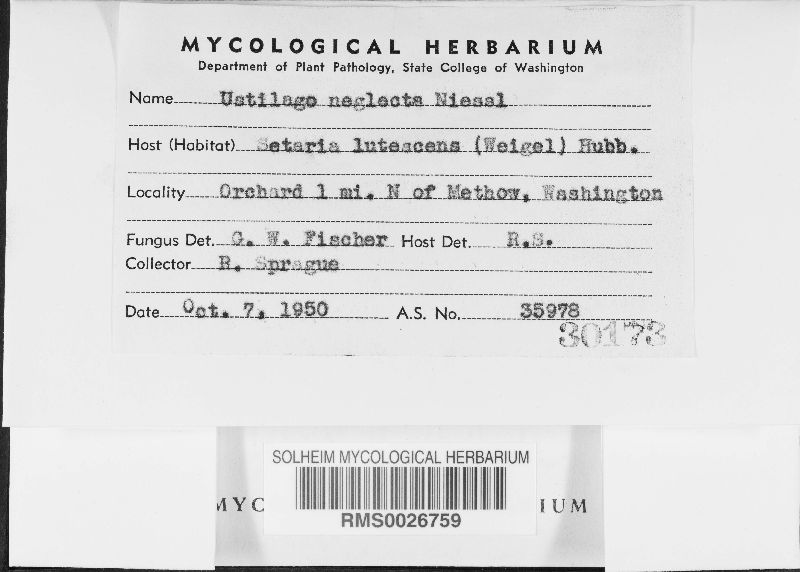 Macalpinomyces neglectus image