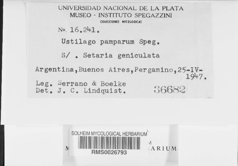 Ustilago pamparum image