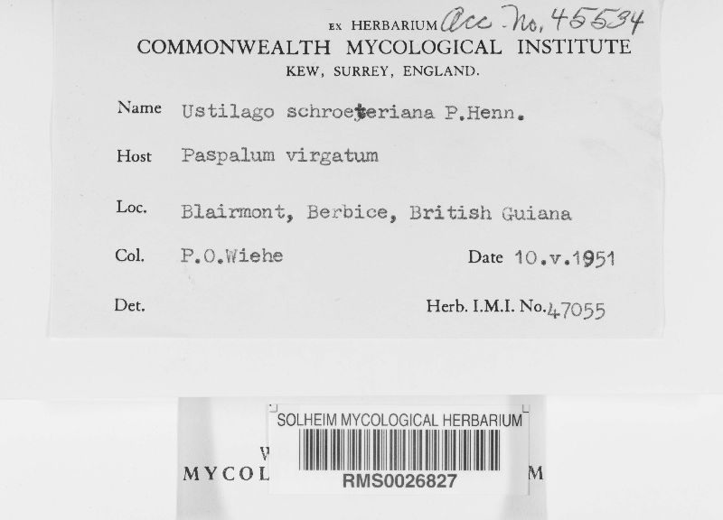 Ustilago schroeteriana image