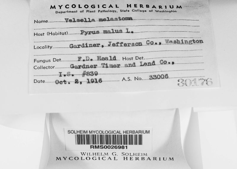 Valsella melastoma image