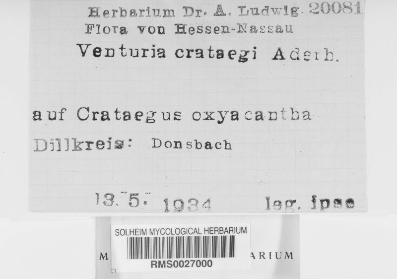 Venturia crataegi image