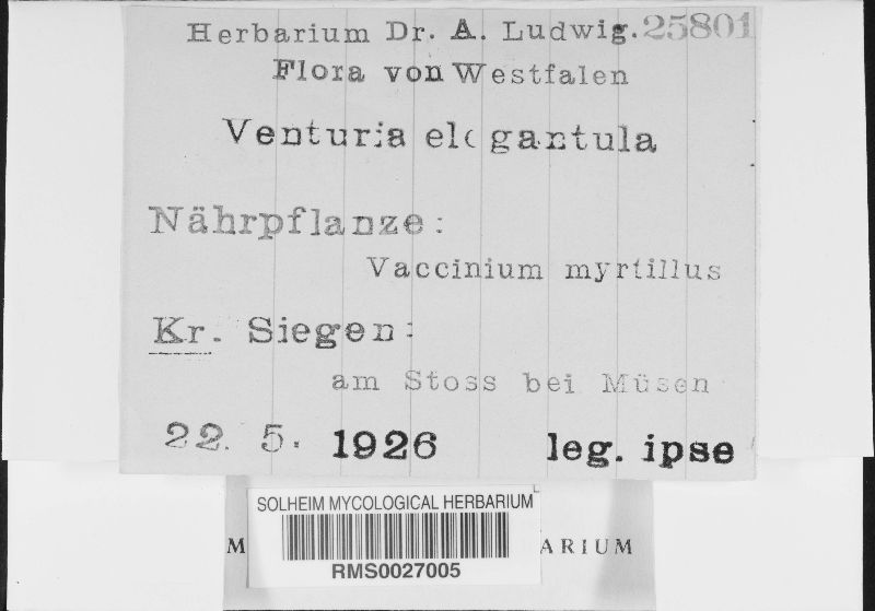 Gibbera elegantula image