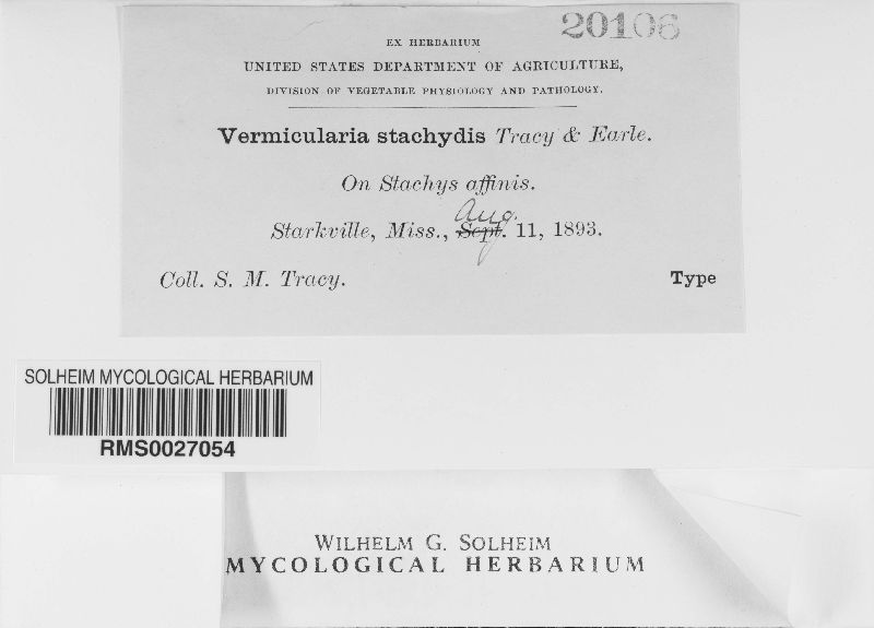 Vermicularia stachydis image