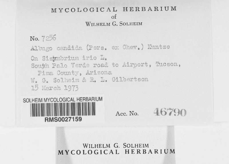 Albugo candida image