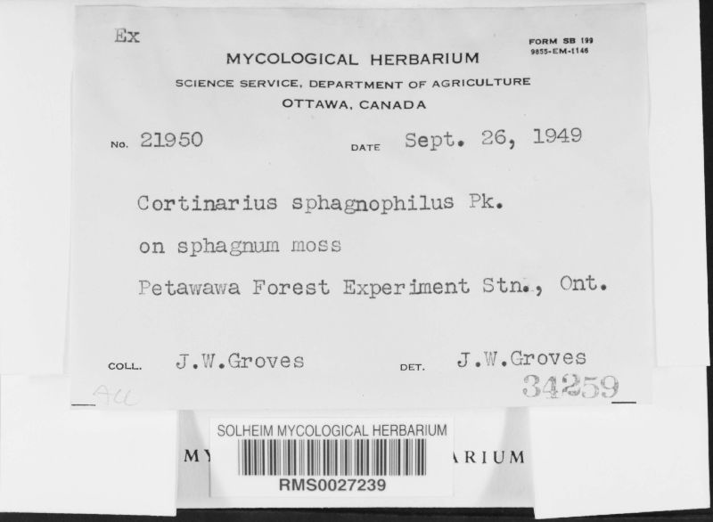 Cortinarius sphagnophilus image