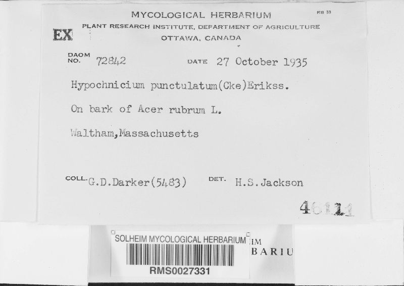 Hypochnicium punctulatum image