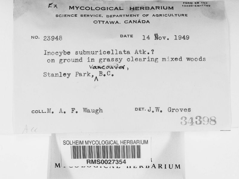 Inocybe submuricellata image