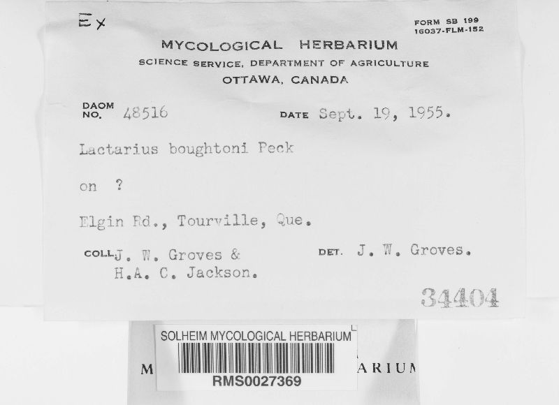 Lactarius boughtoni image