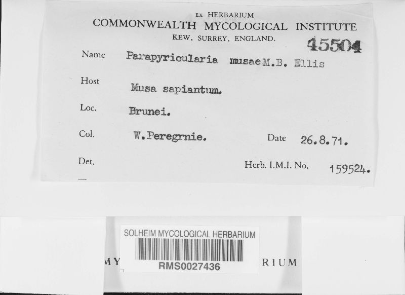 Parapyricularia musae image