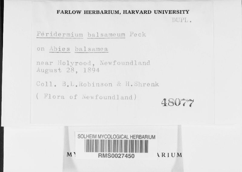 Peridermium balsameum image