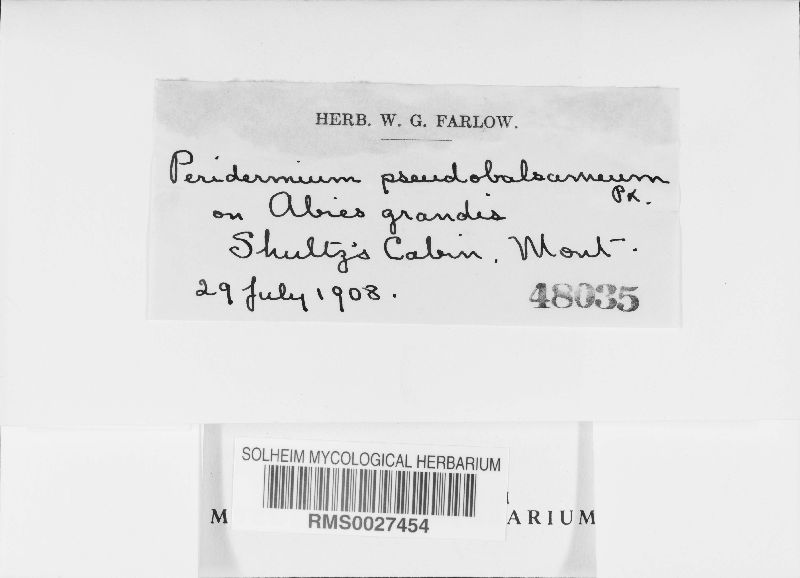 Peridermium pseudobalsameum image