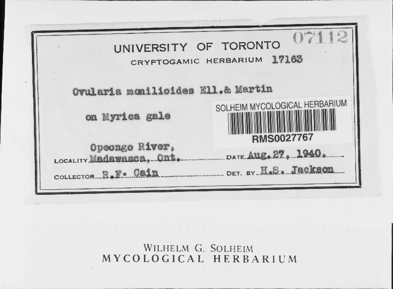 Ovularia monilioides image