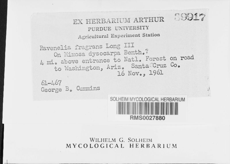 Ravenelia fragrans image