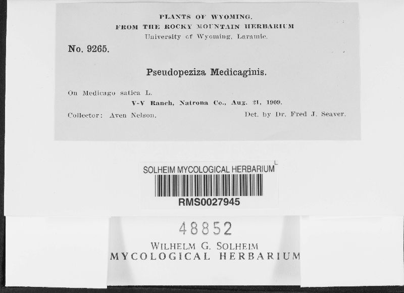 Pseudopeziza medicaginis image