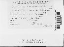 Pucciniastrum goeppertianum image