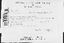 Pucciniastrum goeppertianum image