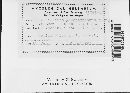 Pucciniastrum goeppertianum image