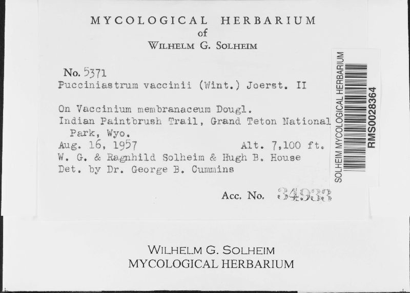Naohidemyces vacciniorum image