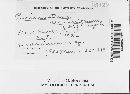 Naohidemyces vacciniorum image