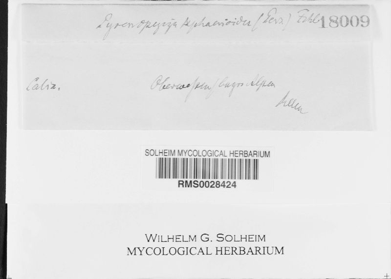 Drepanopeziza sphaerioides image