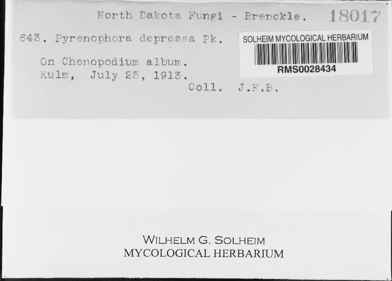 Pyrenophora depressa image