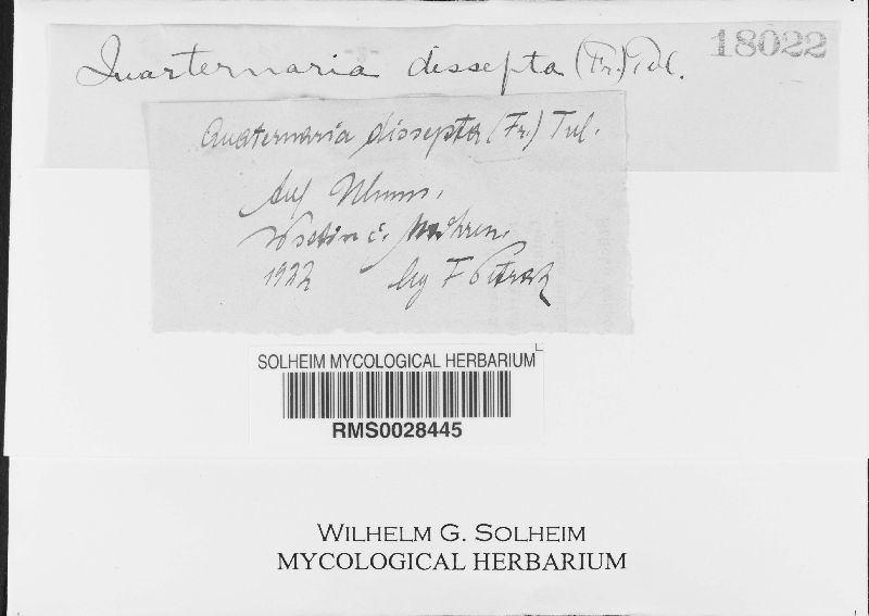 Quaternaria dissepta image