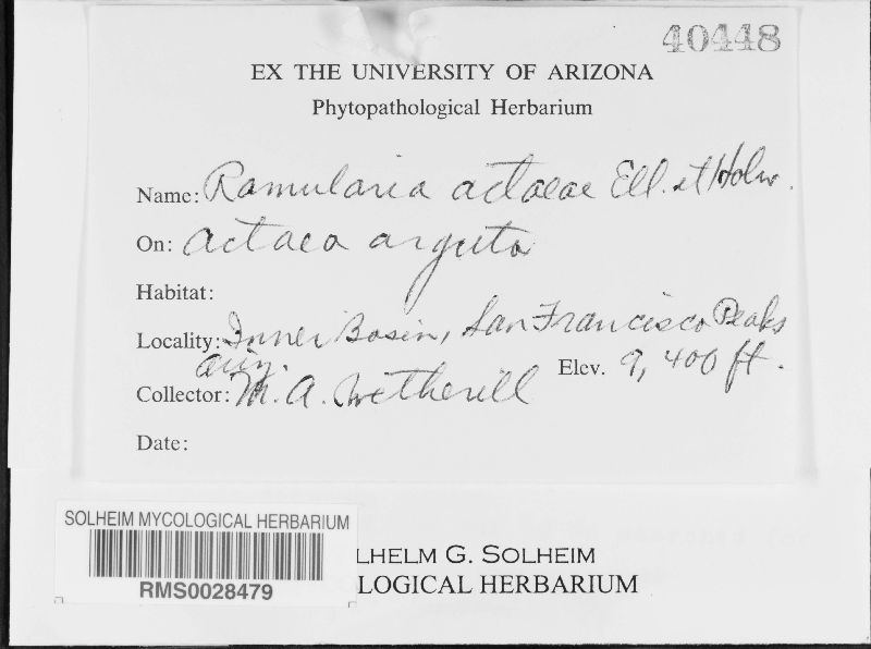 Ramularia actaeae image