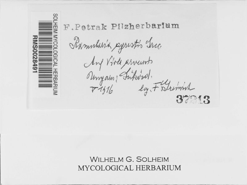Ramularia agrestis image