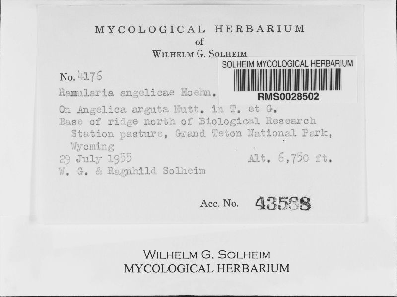 Ramularia angelicae image