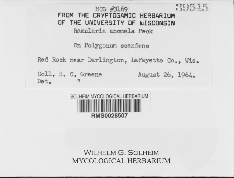Ramularia anomala image