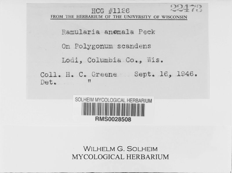 Ramularia anomala image