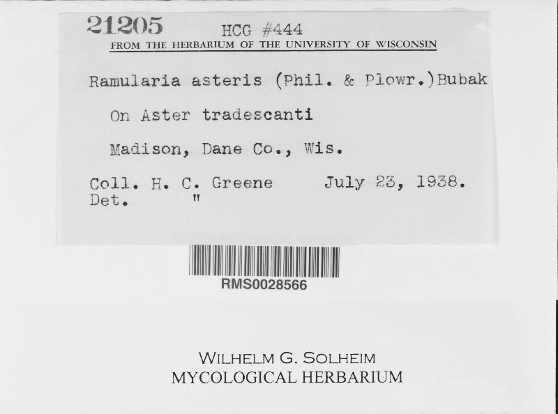 Ramularia asteris image