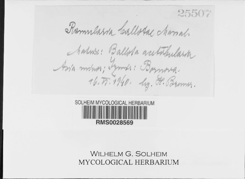 Ramularia ballotae image