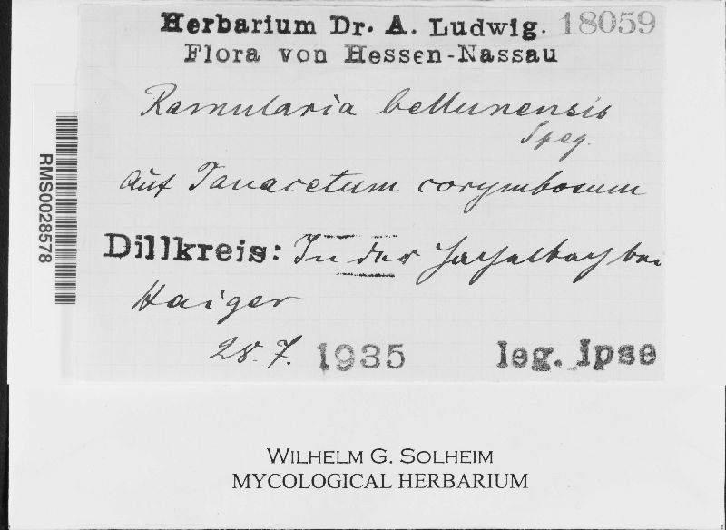 Ramularia bellunensis image