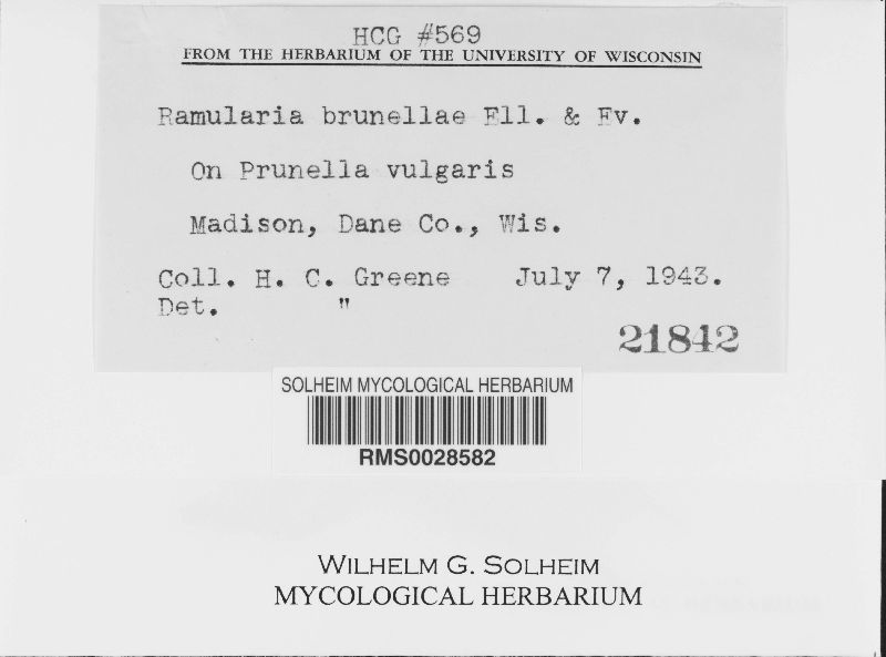 Ramularia brunellae image