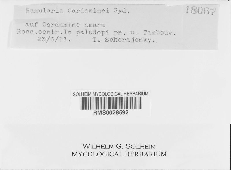 Ramularia cardamines image