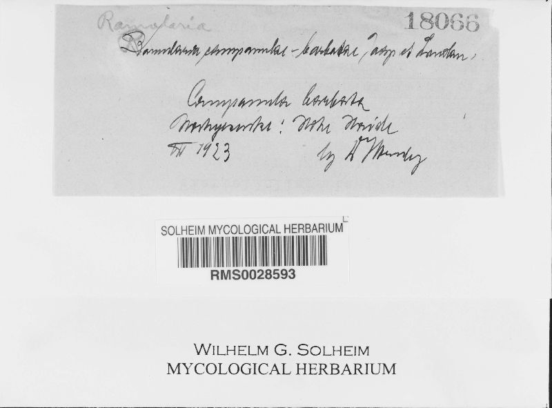 Ramularia campanulae-barbatae image